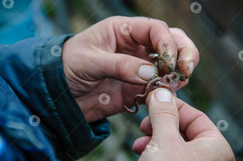 Скачать Крупным планом мужские руки насаживают наживку на крючок для ловли рыбы удочкой на размытом пастельно-коричневом фоне. фотосток Ozero