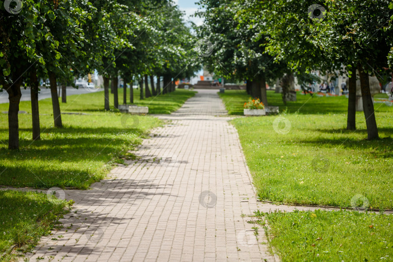 Скачать Аллея на городской площади - зеленые деревья и скамейки. фотосток Ozero