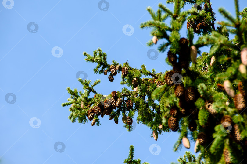 Скачать Еловые шишки на зеленых ветках на фоне голубого летнего неба фотосток Ozero