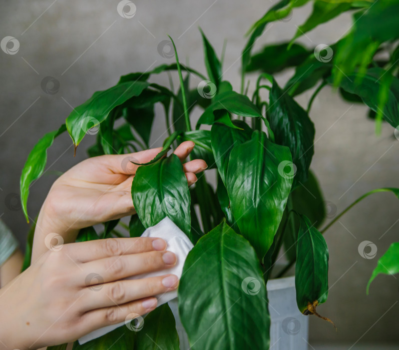 Скачать Женщина, вытирающая мягкой тряпкой домашнюю пыль с листьев комнатных растений.Спатифиллум в белом горшке. фотосток Ozero