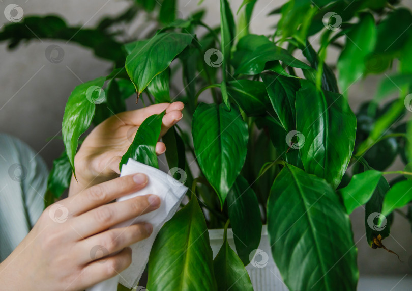 Скачать Женщина, вытирающая мягкой тряпкой домашнюю пыль с листьев комнатных растений.Спатифиллум в белом горшке. фотосток Ozero