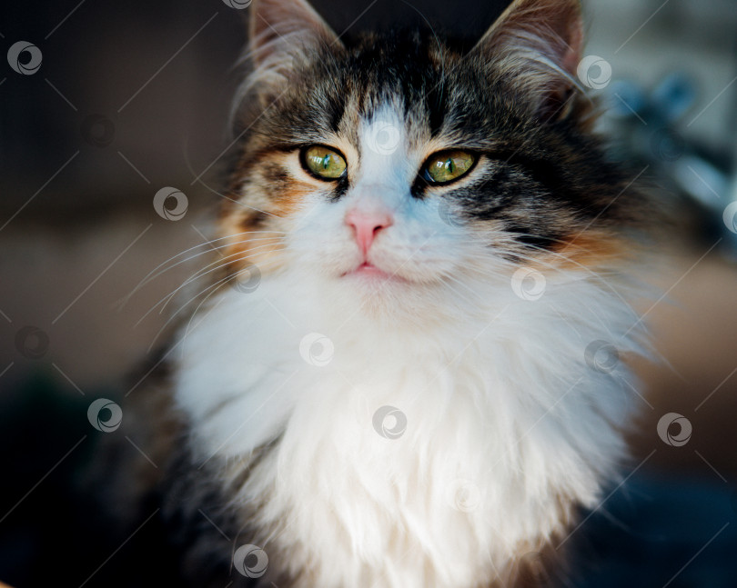 Скачать Милый маленький пушистый котенок.Полосатый, трехцветный. Домашнее животное. Ветеринарная медицина.Красивые зеленые глаза. фотосток Ozero