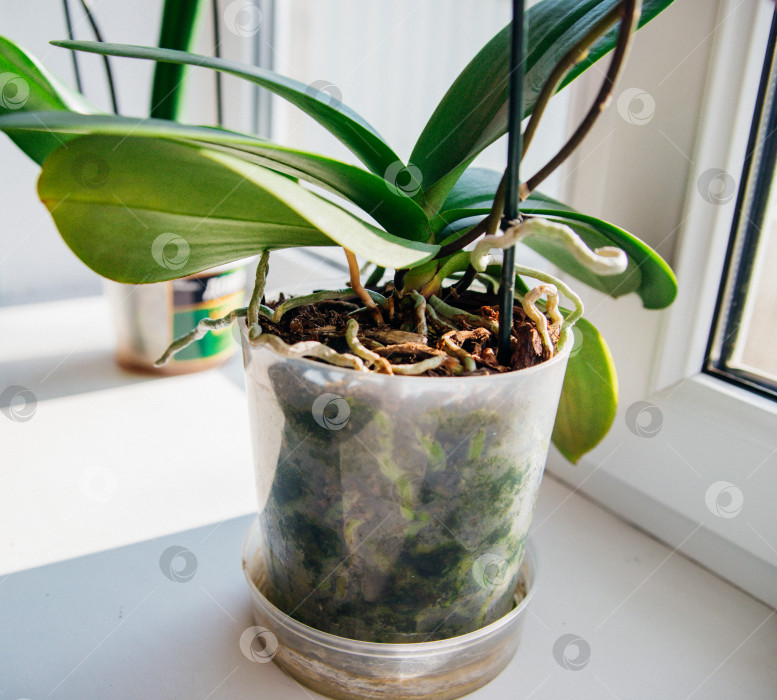 Скачать Крупный план корней и листьев орхидеи фаленопсис в цветочном горшке на подоконнике в доме. фотосток Ozero