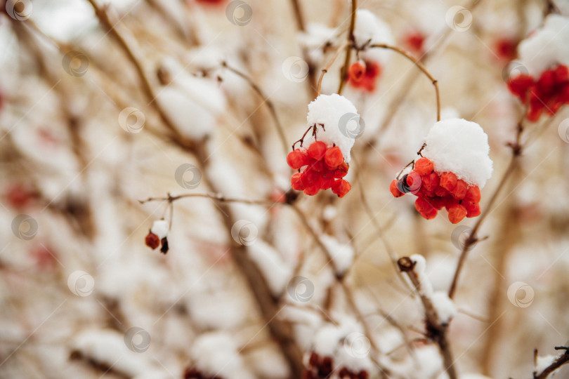 Скачать На ветвях висят гроздья красной калины. Ягоды покрыты снегом. Зимнее время года. фотосток Ozero