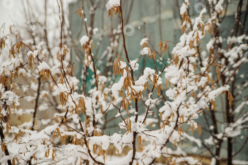 Скачать Белый снег на голых ветвях деревьев в морозный зимний день, крупный план. Естественный фон. Выборочный ботанический фон. фотосток Ozero