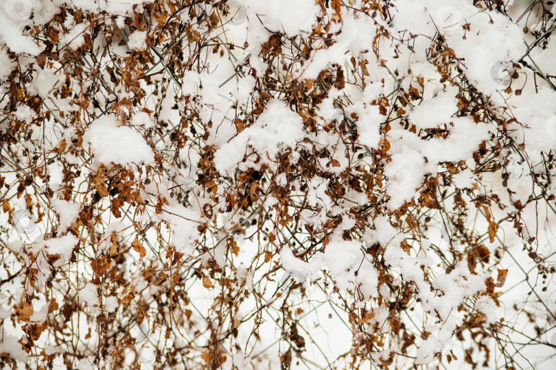 Скачать Белый снег на ветвях в морозный зимний день, крупный план. Естественный фон. Выборочный ботанический фон. фотосток Ozero