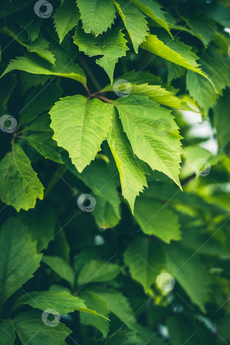 Скачать Фоновая текстура сочных зеленых листьев фотосток Ozero