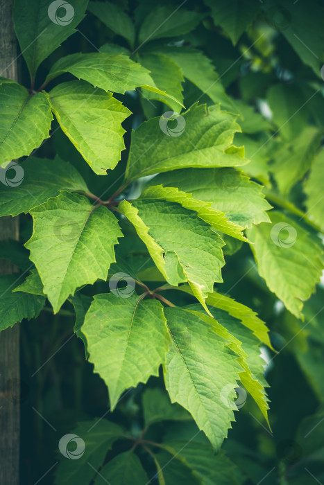 Скачать Фоновая текстура сочных зеленых листьев фотосток Ozero