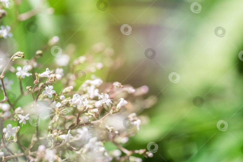 Скачать Маленькие белые цветы на естественном зеленом фоне, мягкий акцент, винтажный стиль фотосток Ozero