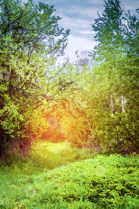 Скачать Лесная тропинка в зеленом волшебном лесу, солнечном фотосток Ozero