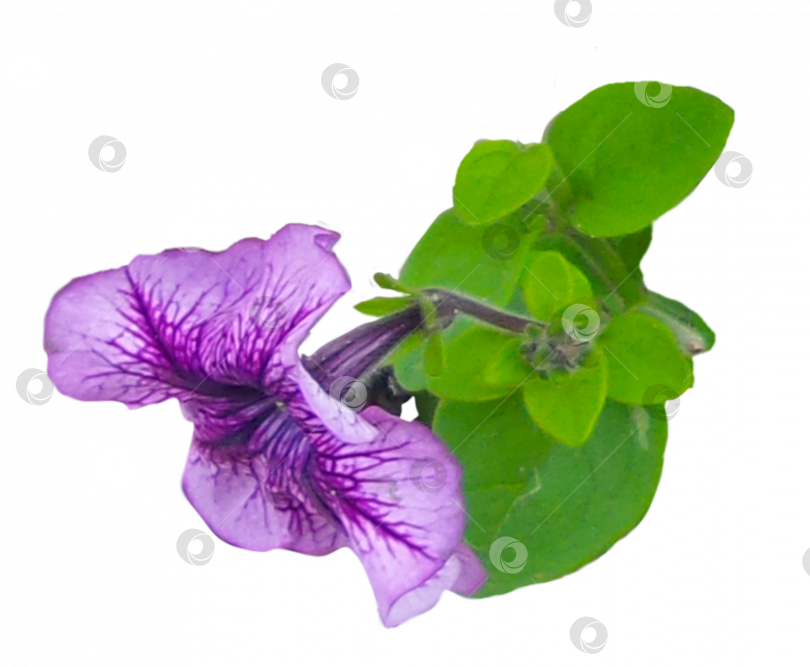 Скачать Цветок петунии с сиреневыми прожилками на прозрачном фоне. PNG фотосток Ozero