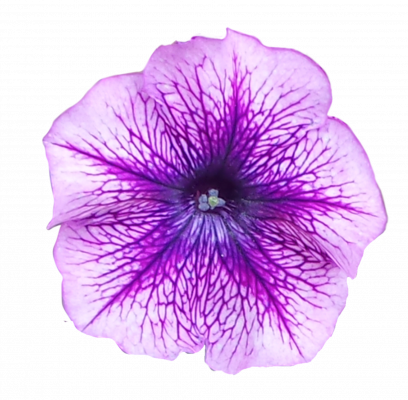 [object Object] undefined