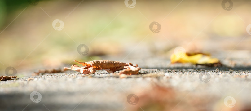 Скачать Желтые осенние листья на земле. Осенний природный фон. Панорама фотосток Ozero