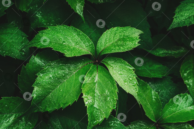 Скачать Фоновая текстура зеленого листа - крупным планом. фотосток Ozero