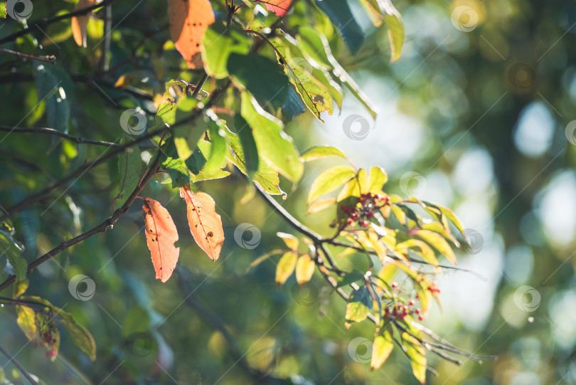 Скачать Естественный фон-осенние листья на природе фотосток Ozero