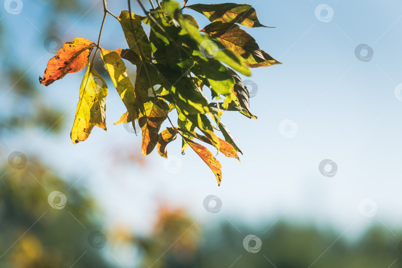 Скачать Осенние листья Галатеи покрывают небо.  Фон осенней природы фотосток Ozero