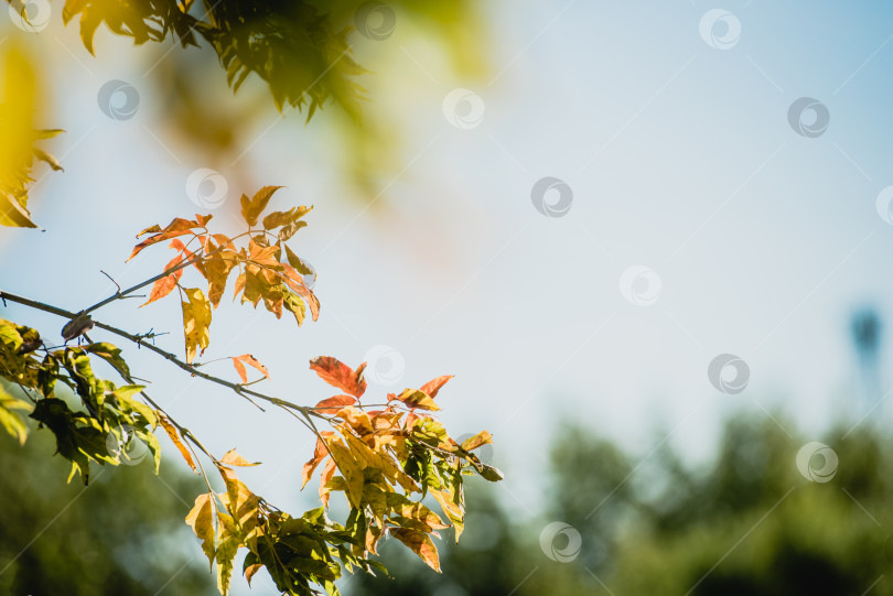 Скачать Осенние листья Галатеи покрывают небо.  Фон осенней природы фотосток Ozero