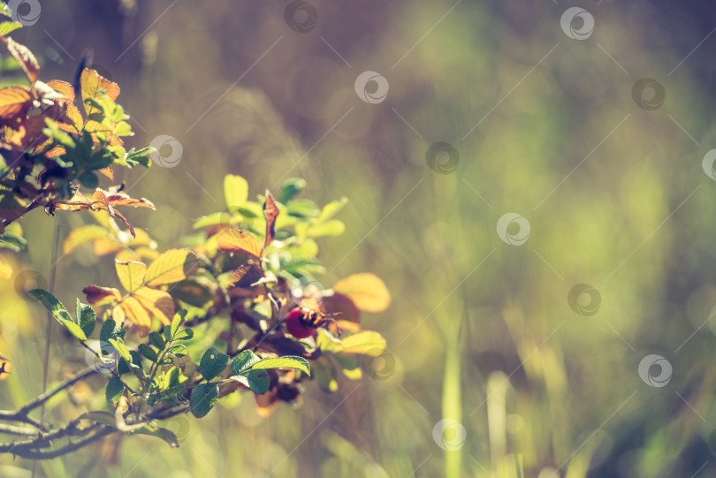 Скачать Крупным планом куст дикой розы - осенний фон. Желтеющие листья осенью. фотосток Ozero