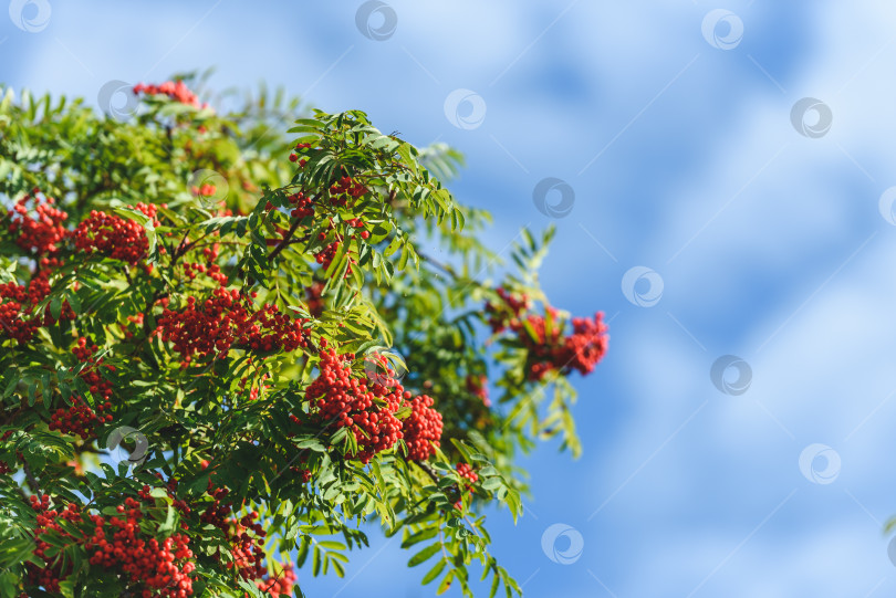 Скачать Ветка рябины с красными осенними ягодами. Естественный осенний фон. фотосток Ozero