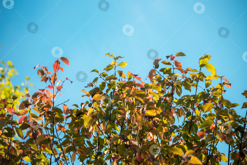 Скачать Осенние оранжевые листья над небом.  Фон осенней природы фотосток Ozero