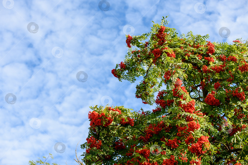 Скачать Ветка рябины с красными осенними ягодами. Естественный осенний фон. фотосток Ozero