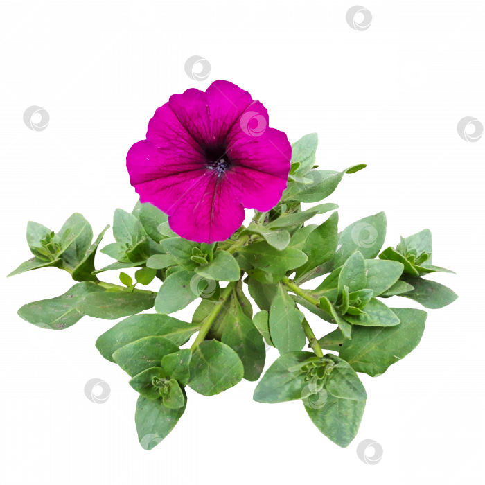 Скачать Фиолетовый цветок петунии на кусте крупным планом. PNG фотосток Ozero
