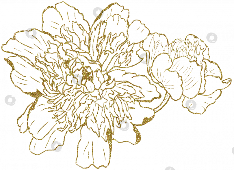 Скачать Пион с двумя цветками крупным планом. Золотой контур. PNG фотосток Ozero