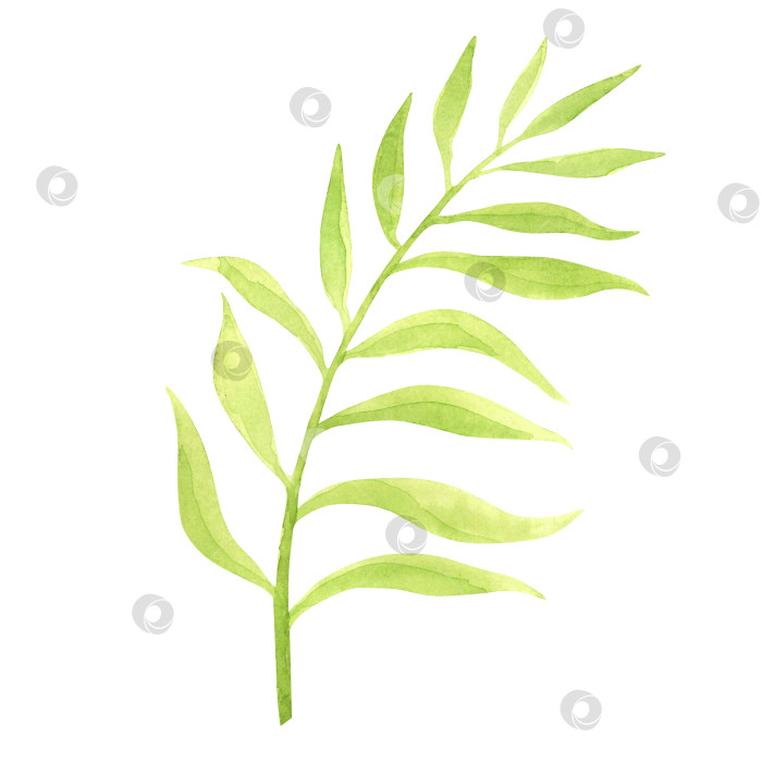 Скачать Абстрактные зеленые акварельные листья на изолированной ветке. Акварельная рисованная текстура для фонов, открыток, баннеров, листовок фотосток Ozero
