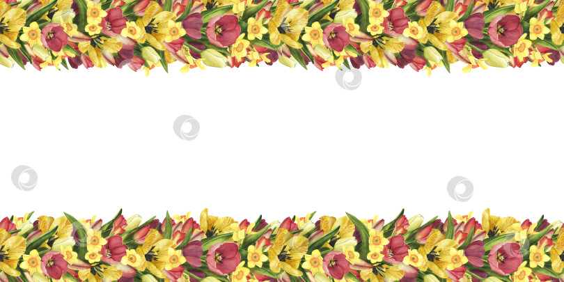 Скачать Бесшовная кайма с тюльпанами и нарциссами. Акварельная иллюстрация Пасхальный цветок для шаблона, плакат, 8 марта фотосток Ozero