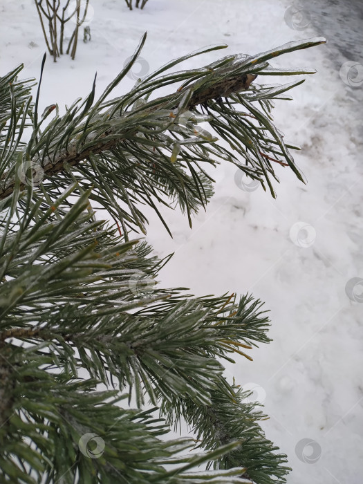 Скачать Ветки травы вмерзли в лед. Замерзшая травяная ветка зимой фотосток Ozero