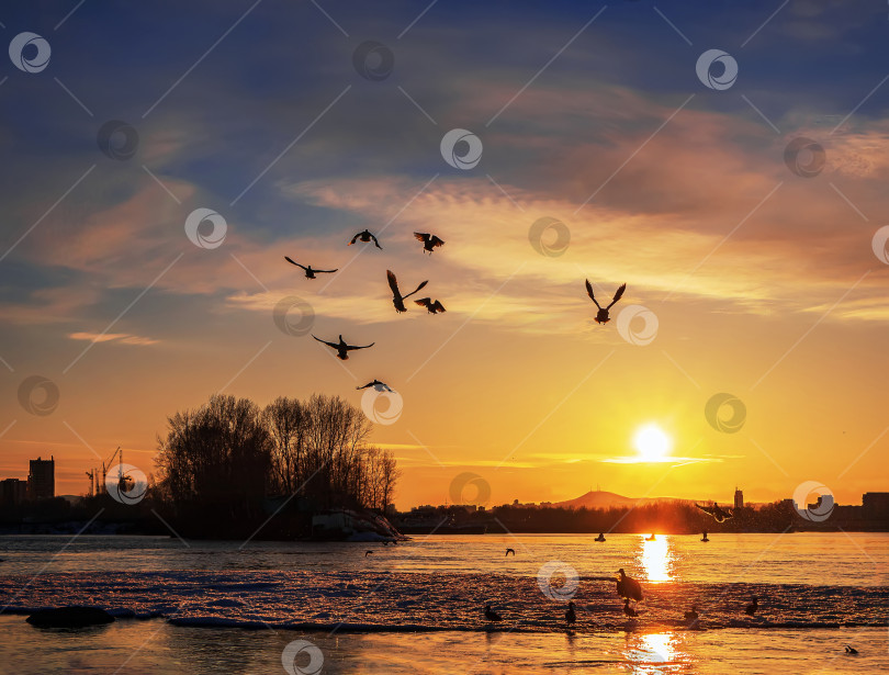 Скачать Утки летят над рекой на закат. Пейзаж. Зимний снимок. фотосток Ozero