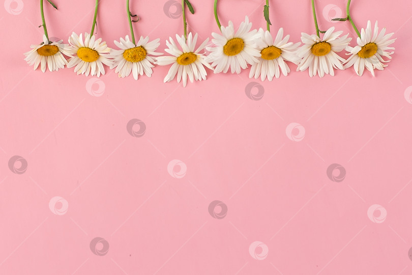 Скачать Заголовок с белым цветком ромашки на розовом фоне. Композиция "Весенняя нежность" с копировальным пространством фотосток Ozero