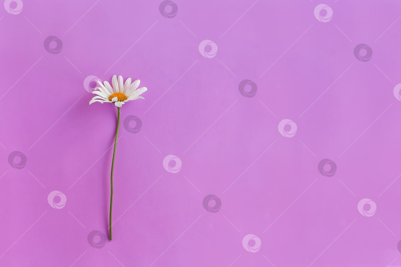 Скачать Букет цветов ромашки на цветном фоне фотосток Ozero