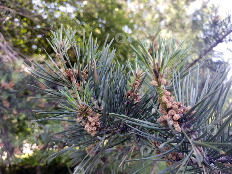 Скачать Молодые шишки лиственницы весной. Крупный план фотосток Ozero