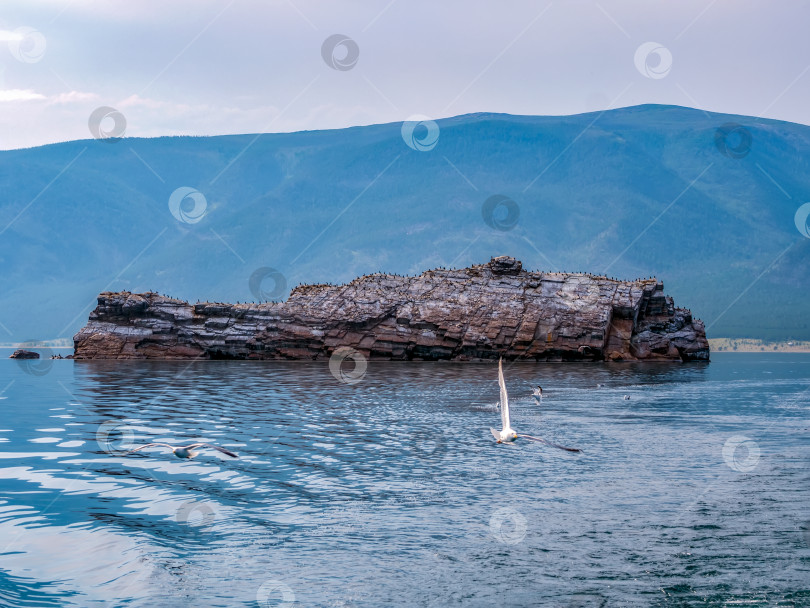 Скачать Птичья колония на одиноком острове. Бакланы и серые чайки. фотосток Ozero