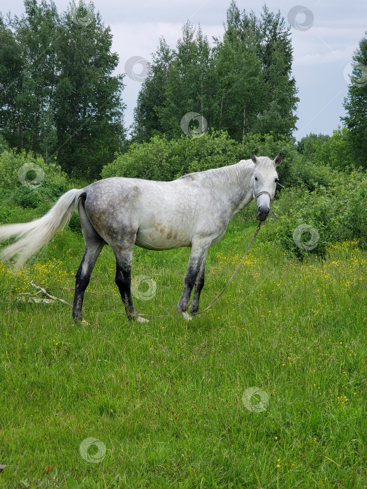 Скачать Лошадь на лугу фотосток Ozero