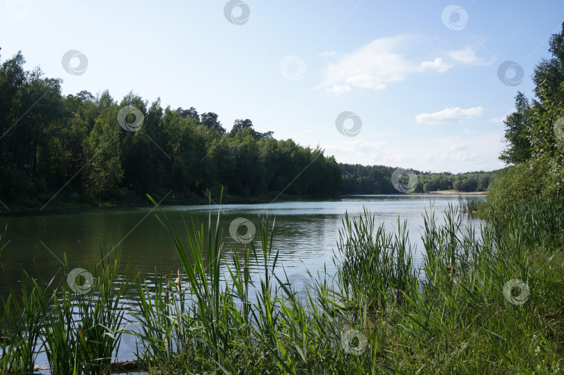 Скачать Лесное озеров в тихую погоду фотосток Ozero