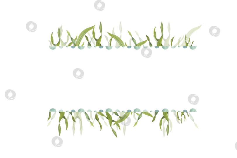 Скачать Акварельная рамка в морском стиле, выделенная на белом фоне. Иллюстрация водорослей для дизайна открыток, различных шаблонов приглашений, открыток на свадьбу, день рождения, день матери фотосток Ozero