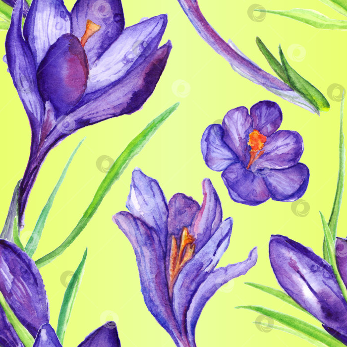 Скачать Акварельный фиолетовый цветок крокуса бесшовный фон с рисунком фотосток Ozero