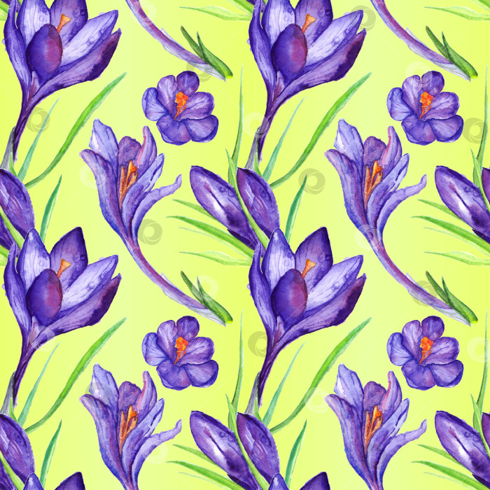 Скачать Акварельный фиолетовый цветок крокуса бесшовный фон с рисунком фотосток Ozero