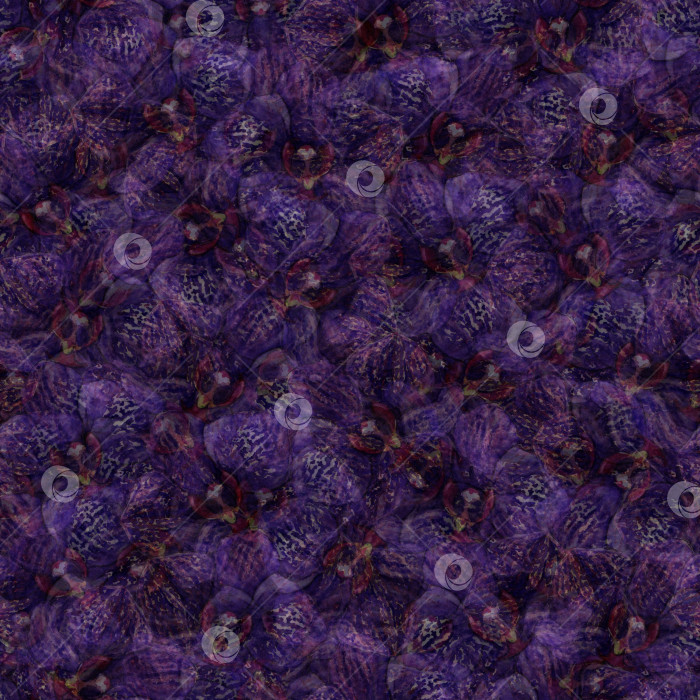 Фиолетовый цветок орхидеи фаленопсис бесшовная текстура узора - Ozero -  российский фотосток