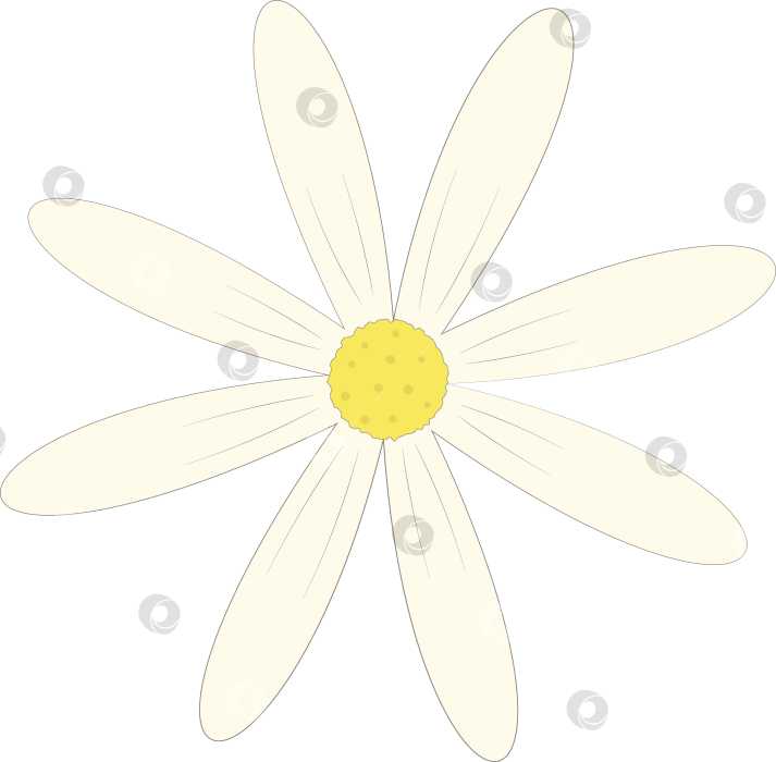 Скачать Цветок ромашки. Элемент дизайна для создания летнего настроения. Иллюстрация. фотосток Ozero