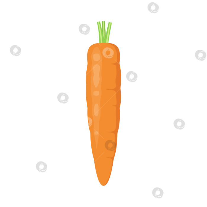 Скачать Целая морковь фотосток Ozero