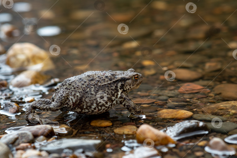 Скачать серая европейская жаба, гуляющая по мелководью крупным планом фотосток Ozero