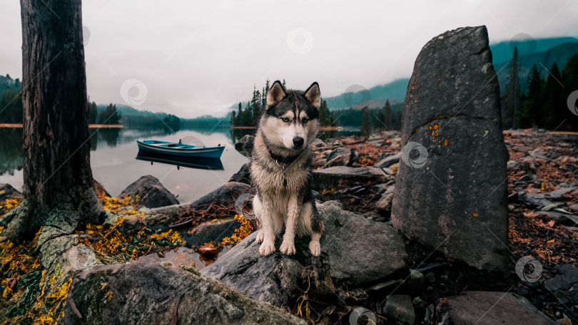 Скачать Хаски на озере фотосток Ozero