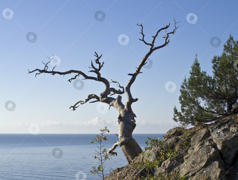 Скачать Засохшая сосна с видом на море. фотосток Ozero