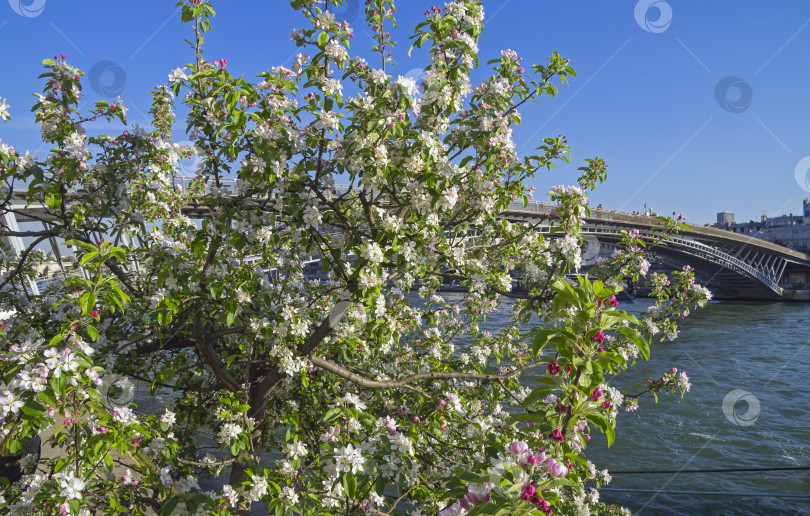 Скачать Цветущие яблони на берегах Сены в Париже. фотосток Ozero