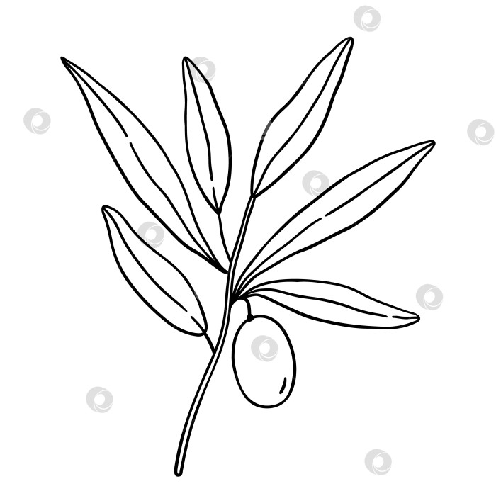 Скачать Контур оливковой ветви с листьями, выделенными на белом фоне фотосток Ozero