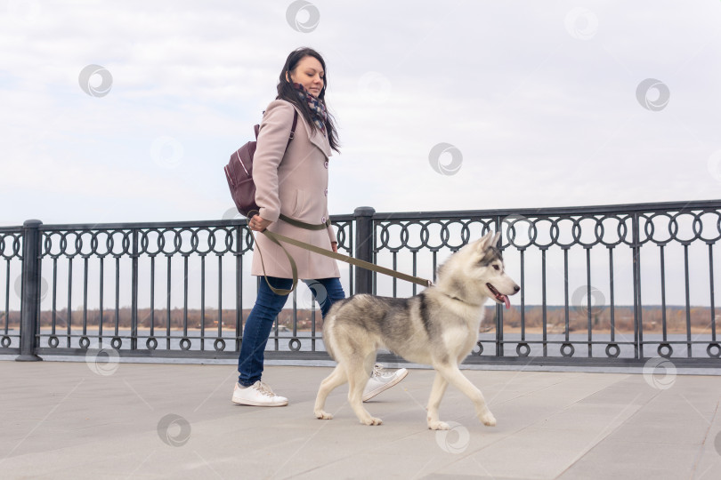 Скачать молодая женщина с собакой породы хаски прогуливается по набережной осенним днем фотосток Ozero