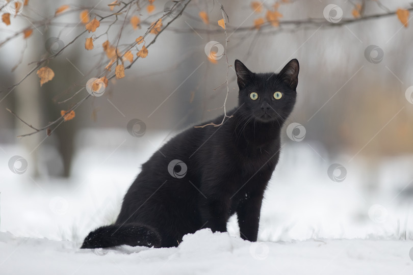 Скачать Черный кот на снегу фотосток Ozero